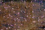 Eastern purple bladderwort